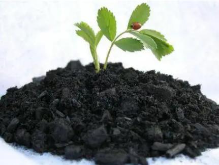 生物炭檢測(cè)