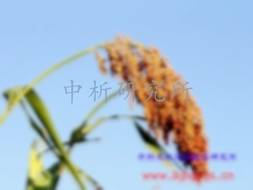 高粱檢測(cè)