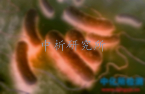 大腸菌群檢測