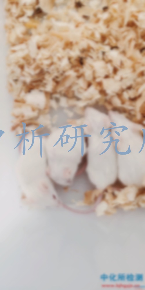 皮膚刺激試驗
