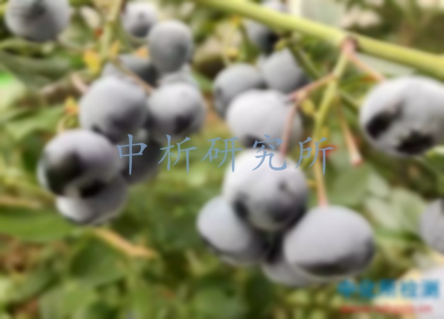 藍(lán)莓檢測(cè)