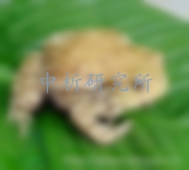 蟾蜍檢測