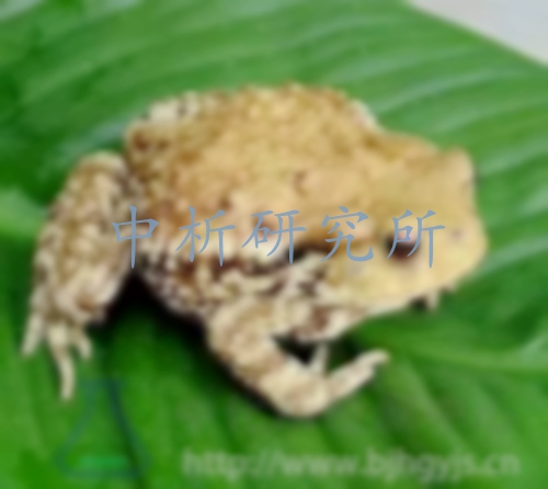 蟾蜍檢測